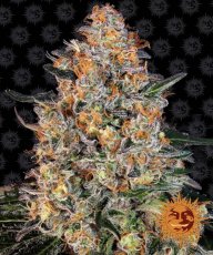 Bubba Kush Feminizowane Nasiona - 3