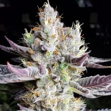 Ethos Genetics Booberry Cookies RBX Feminized Seeds