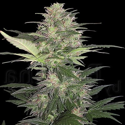 Red Dwarf - feminizovaná a autoflowering semínka 10 ks Buddha Seeds