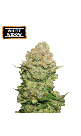 White Widow Auto Feminisierte Samen - 1
