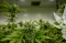 Regular vs. Feminized Seeds