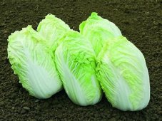 Chinakohl Hilton (Brassica rapa L.), Saatgut