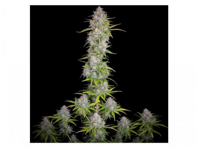 Orange Sherbet Auto - autoflowering marijuana seeds 5 pcs Fast Buds