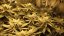 Blue Dream - feminizovaná semínka 3ks Humboldt