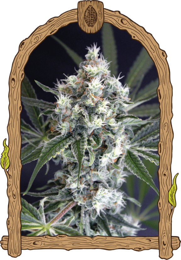 Medxotic Pure CBD - feminizovaná semena konopí, 10 ks, Exotic Seed