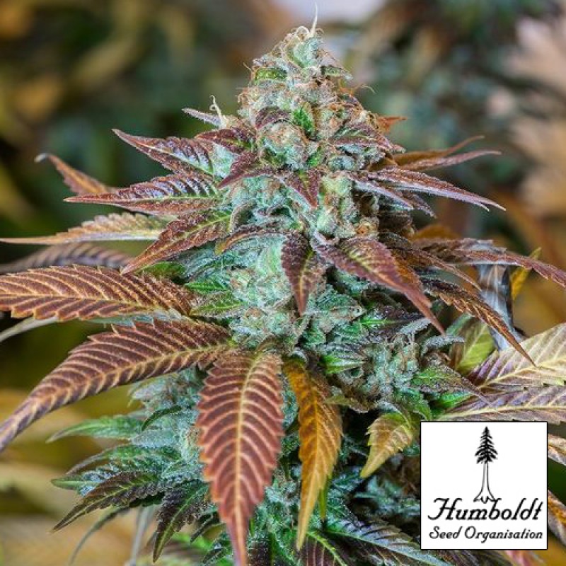 Lemon Thai Kush - feminizovaná semienka 5ks Humboldt