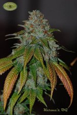 Karma Genetics Karma OG regulérní semena
