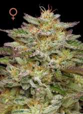 Humboldt Seed Company Golden Sands Feminized Seeds