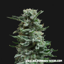 Kalashnikov Seeds AK Skunk Auto samonakvétací semena