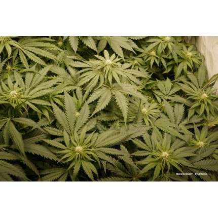 Banana Blaze® - feminizované semienka 3 ks Dutch Passion