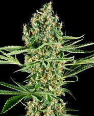 Critical Runtz - Feminizovaná semena konopí 10 ks, Sensi Seeds
