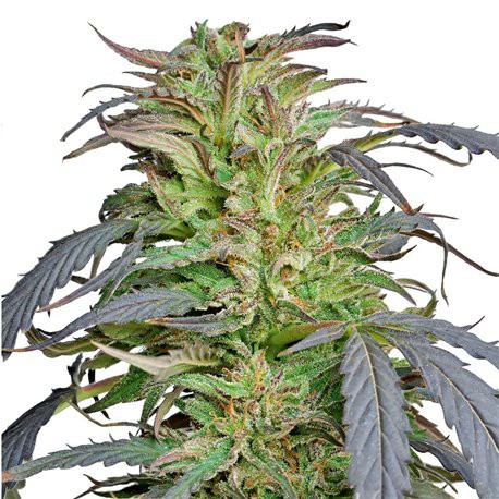 Critical Kush – feminizovaná semena 3 ks Barney´s Farms