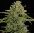 Triple Cheese - semi femminizzati 5 pz Barney's Farm