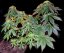 Liść klonu - Nasiona 10 sztuk znormalizowanych nasion Sensi Seeds