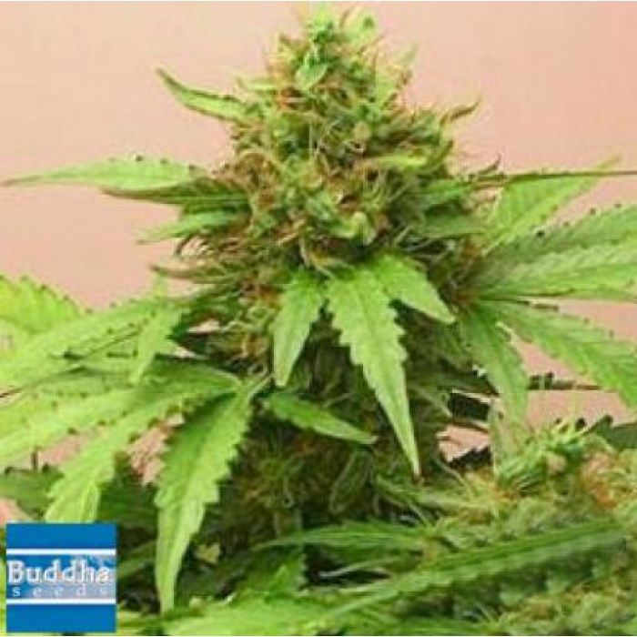 Red Dwarf - feminizovaná a autoflowering semínka 10 ks Buddha Seeds