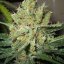 Pure Power Plant - PPP - feminized marijuana seeds 5 pcs Nirvana Seeds