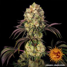 Glookies - feminisierte Marihuana Samen 3 Stück Barney's Farm
