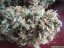 Red Diesel  – feminizované semienka 5 ks Barney Farms