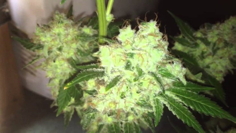 Royal Medic - feminizovaná semínka 10ks Royal Queen Seeds