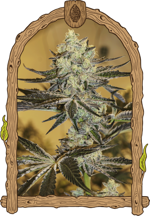 Malasaña Gelato - feminizovaná semena, 3 ks, Exotic Seed