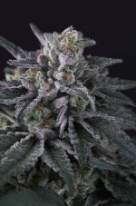 Gulupa - semillas feminizadas 3 uds, Paradise Seeds