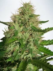 Cannabis Light - феминизирани семена 5бр Ministry of Cannabis