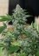 Medicine Man - Standardized seeds 18 pcs Mr. Nice