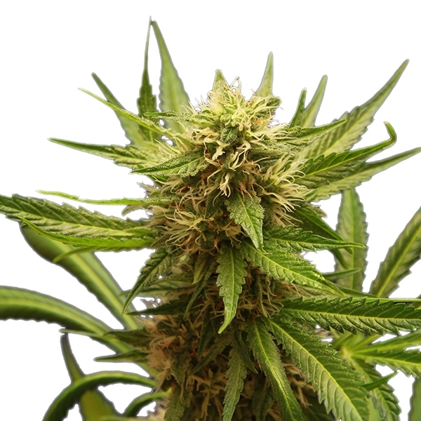 Northern Light - feminizovaná semínka 10 ks Royal Queen Seeds