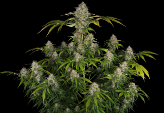 Black Domina - a variety with the power of four indica hearts