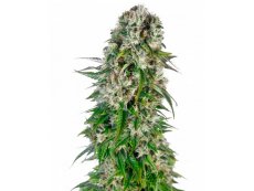 Big Bud Auto - 3 ks feminizované semená Sensi Seeds