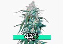 Pineapple Express Auto - autoflowering marijuana seeds 3 pcs Fast Buds