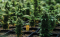 The Secrets Around Autoflowering