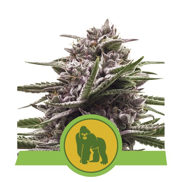 Royal Gorilla Automatic  - samonakvétací semínka 5 ks Royal Queen Seeds