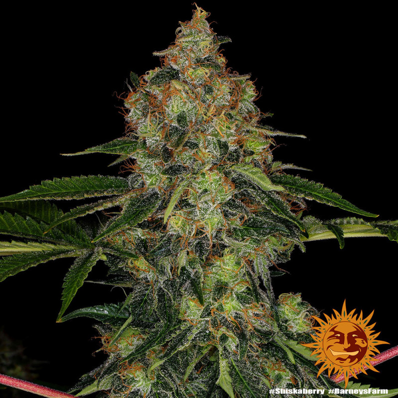 Shiskaberry - feminized marijuana seeds 10 pcs Barney´s Farm