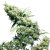 Jamaican Pearl - Standardized Seeds 10 pcs Sensi Seeds