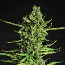 Devotchka - autoflowering seeds 5 pcs, Doctor's Choice