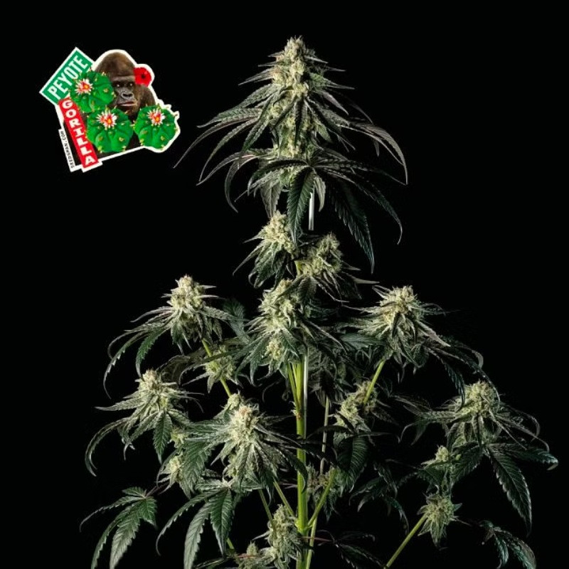 Peyote Gorilla - feminizovaná semena konopí 10 ks, Seedsman