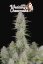 Hochzeit Cheesecake Auto - autoflowering Samen 3Stck Fast Buds