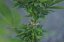 Ed Rosenthal Super Bud - Nasiona 10 szt. Standardowych Sensi Seeds