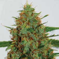 G13 Labs C99 feminizovaná semena