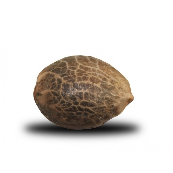 Royal Haze Automatic - feminisierte und selbstblühende Samen 3 Stück Royal Queen Seeds