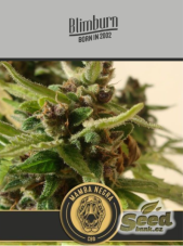 BlimBurn Seeds Black Mamba Auto CBD samonakvétací semena