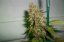 Pineapple Chunk – feminizovaná semínka 3 ks Barney's Farm