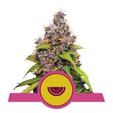 Watermelon - feminizované semená od Royal Queen Seeds, 10 ks