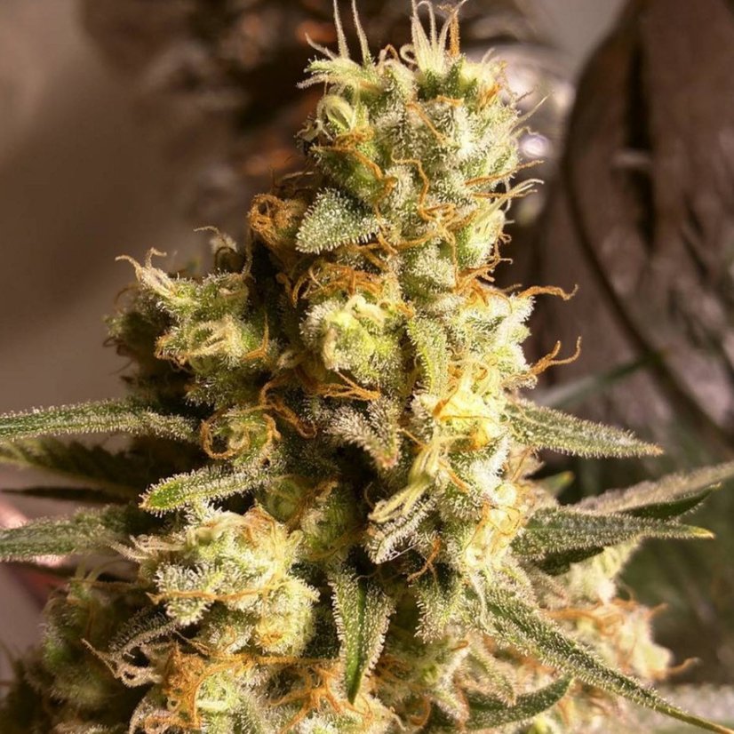 Critical Kush – feminizovaná semena 5 ks Barney´s Farm