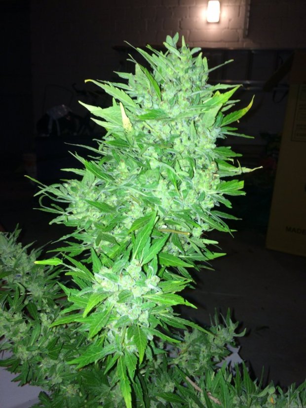 AutoDurban Poison®- autoflowering semienka 3ks Dutch Passion