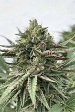 Humboldt Seed Company Humboldt Pound Cake feminizované semená