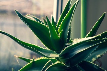 ALOE VERA: DIE GEHEIMWAFFE FÜR DEN ANBAU UND DIE DÜNGUNG VON CANNABIS
