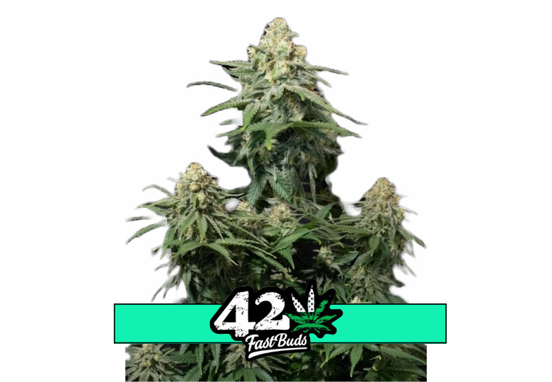 Wedding Cheesecake FF - feminizované semená marihuany 3 ks Fast Buds