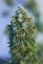 Critical Mass CBD - feminizované semienka 10ks Dinafem